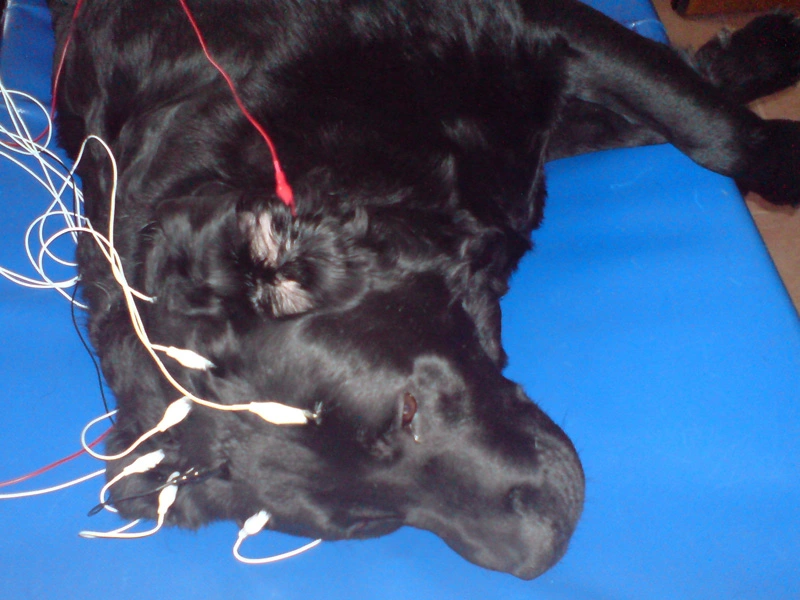 Electroencefalograf uz veterinar NEURON-SPECTRUM-1Vet