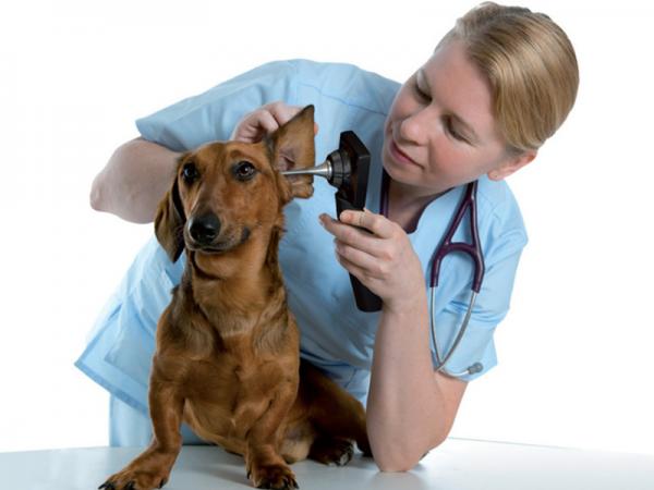 Video-otoscop MD SCOPE cu 3 sonde uz veterinar